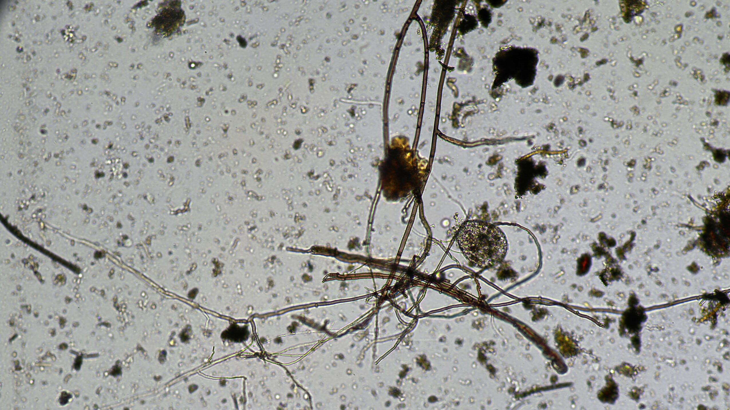 Hidden Gems Meet Keisha Ernst of Soil Matters & Catalyst BioAmendments