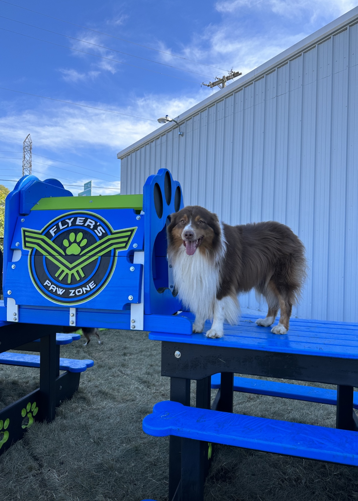 Exploring Life & Business with Sarah Maleski of Flyer's Paw Zone