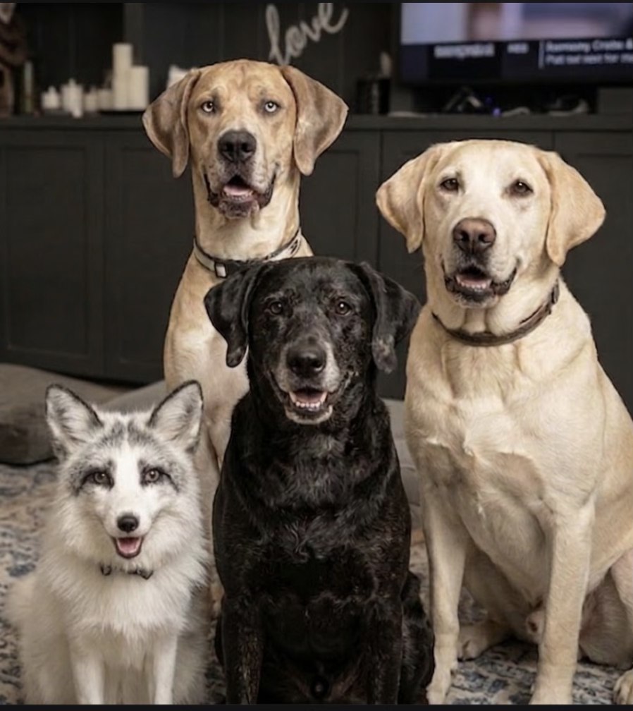 Five dogs of different breeds sitting indoors, some with open mouths, in front of a dark background with candles and a TV.