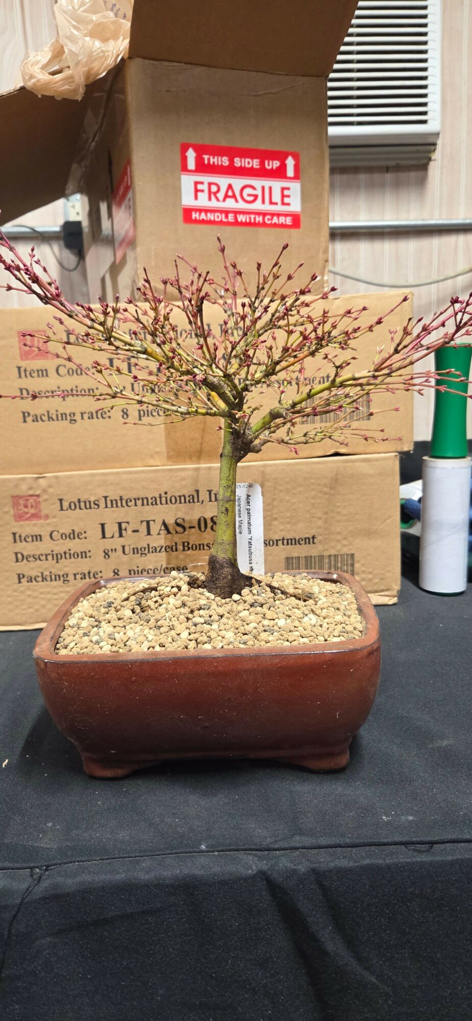 Small flowering tree in a rectangular pot with pink blossoms and thin branches, placed on a black surface.