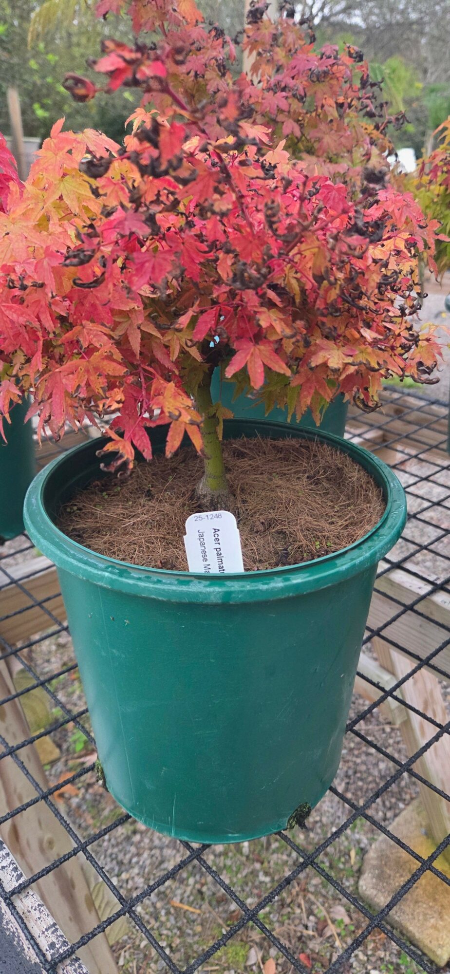 Red and pink-leaved plant in a large green pot outdoors on a metal grid surface.
