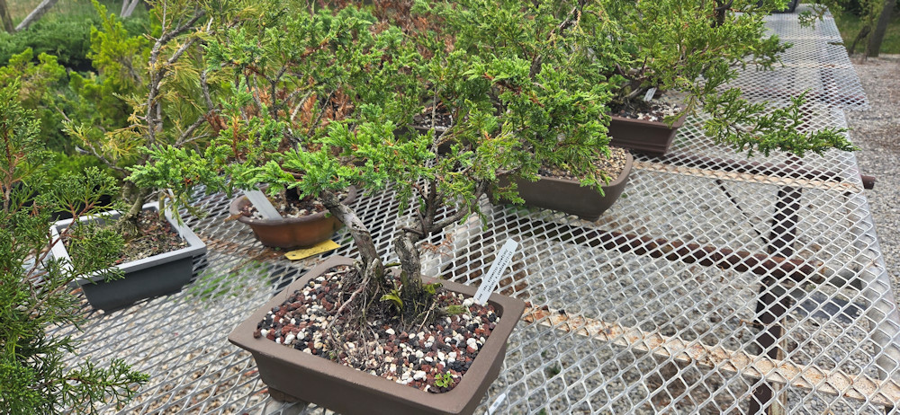Multiple potted plants and trees on a metal grid surface outdoors.