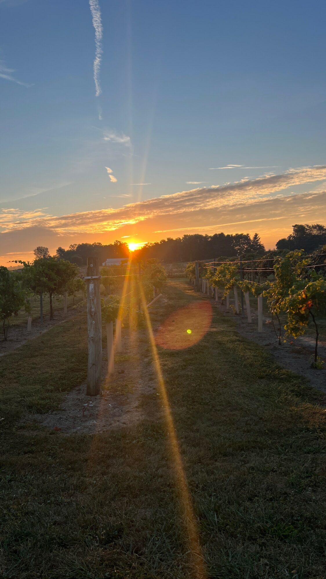 Sunset over a vineyard with rows of grapevines and trees, sunlight casting long shadows, sky with clouds and contrail.
