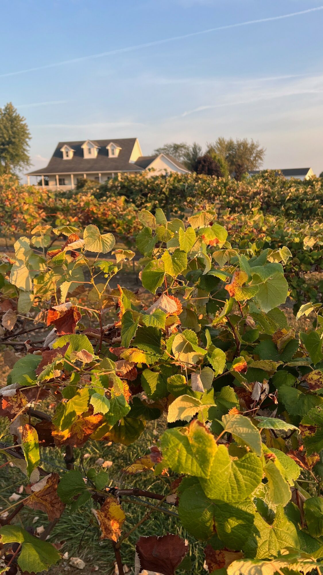 Vineyard with green and brown leaves, house and trees in background under a clear sky.