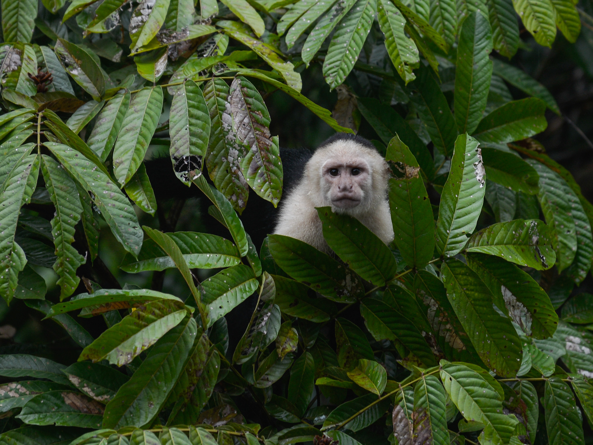 A baby monkey's face peeks through green leaves in a dense jungle.