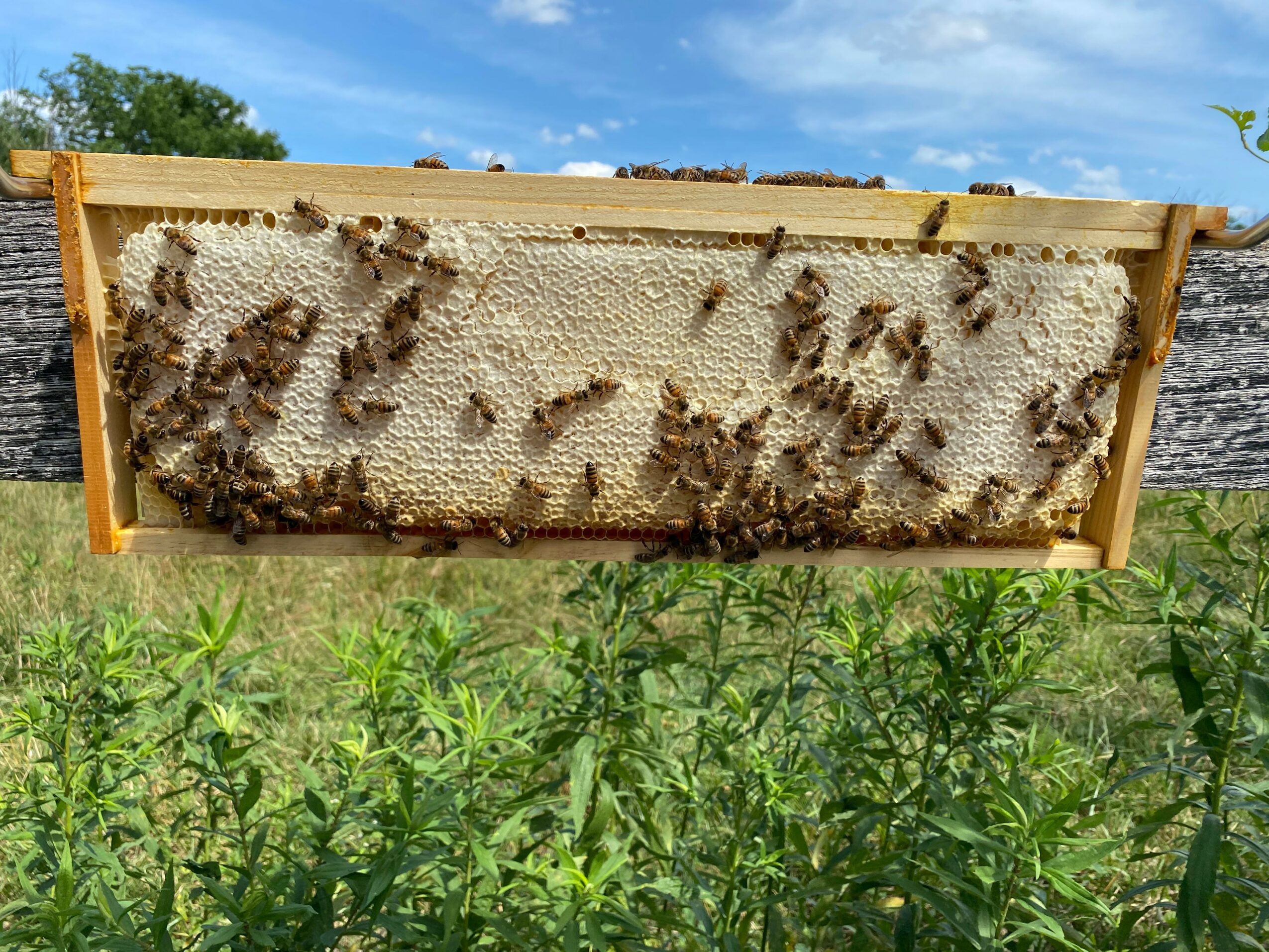 Beekeeping frame with honeycomb and bees, outdoors with blue sky and green plants, wooden frame, honeycomb filled with bees.