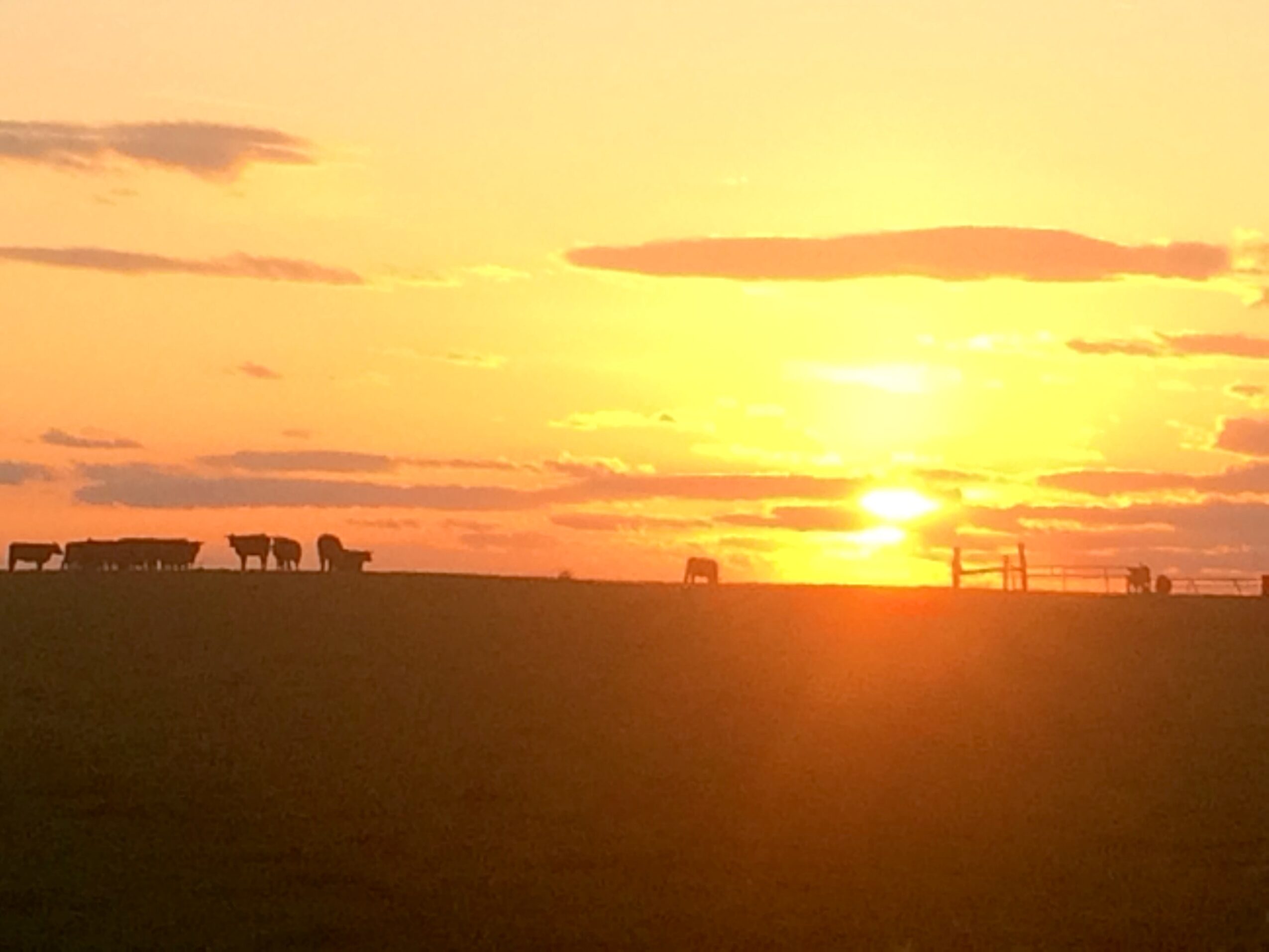 Sunset over a field with animals and a fence, sky filled with clouds, warm yellow and orange hues, horizon line visible.