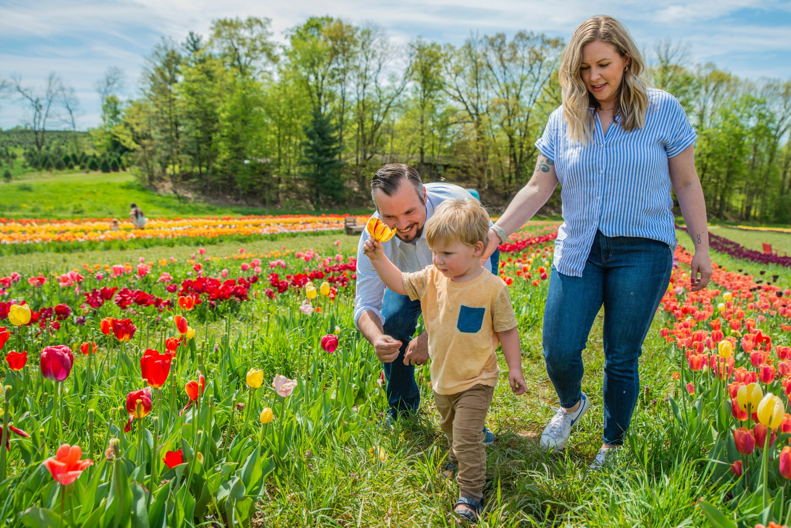 Family of three walking through a colorful tulip field on a sunny day, with trees and blue sky in background.