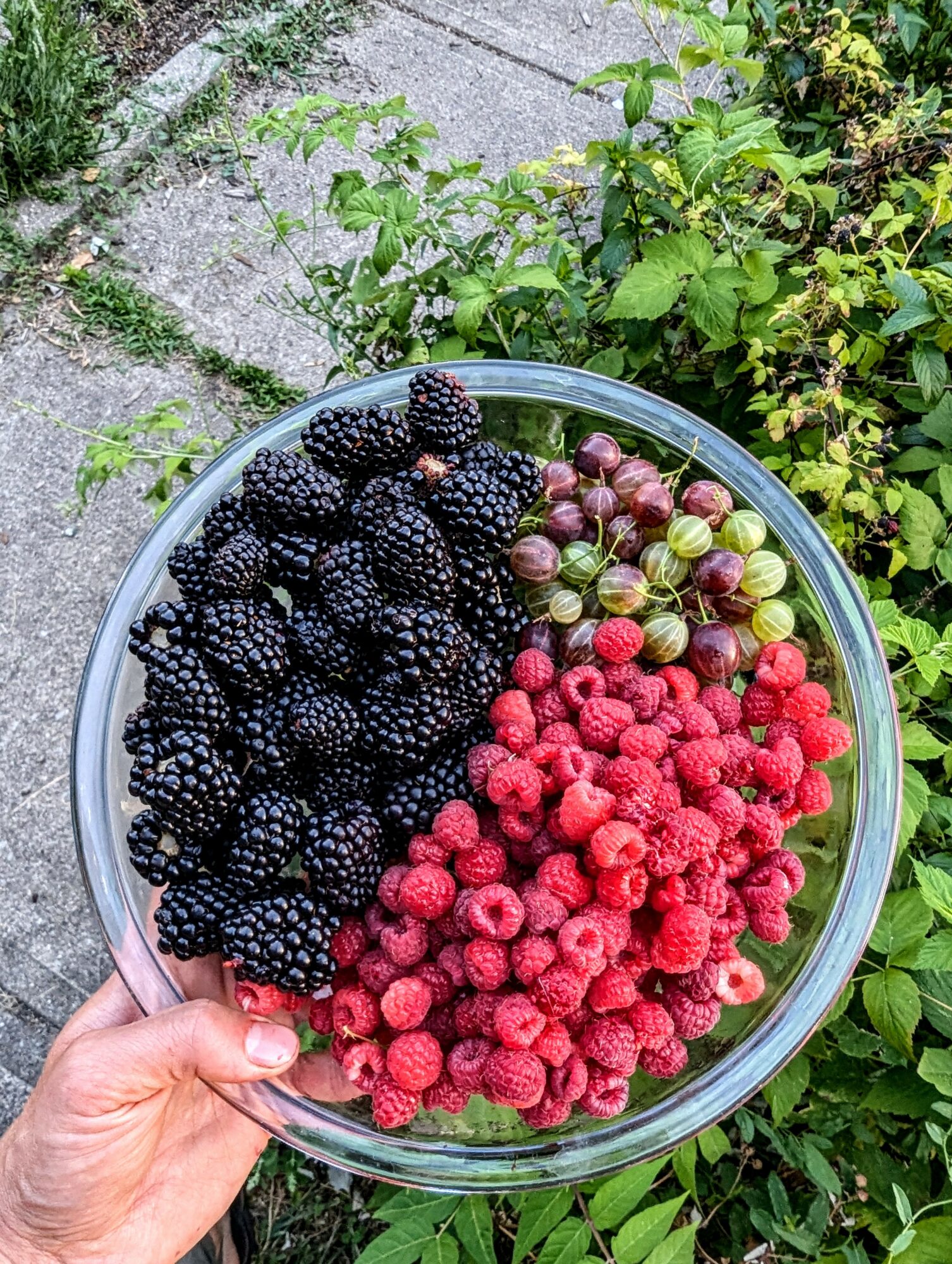 Hand holding a glass bowl filled with blackberries, red raspberries, and green grapes outdoors with green plants in background.