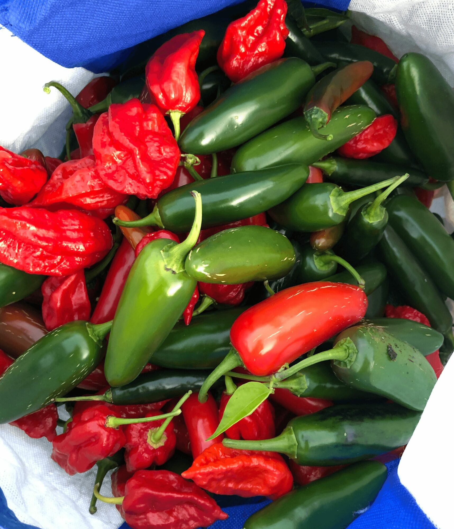 A collection of red and green chili peppers in a container.