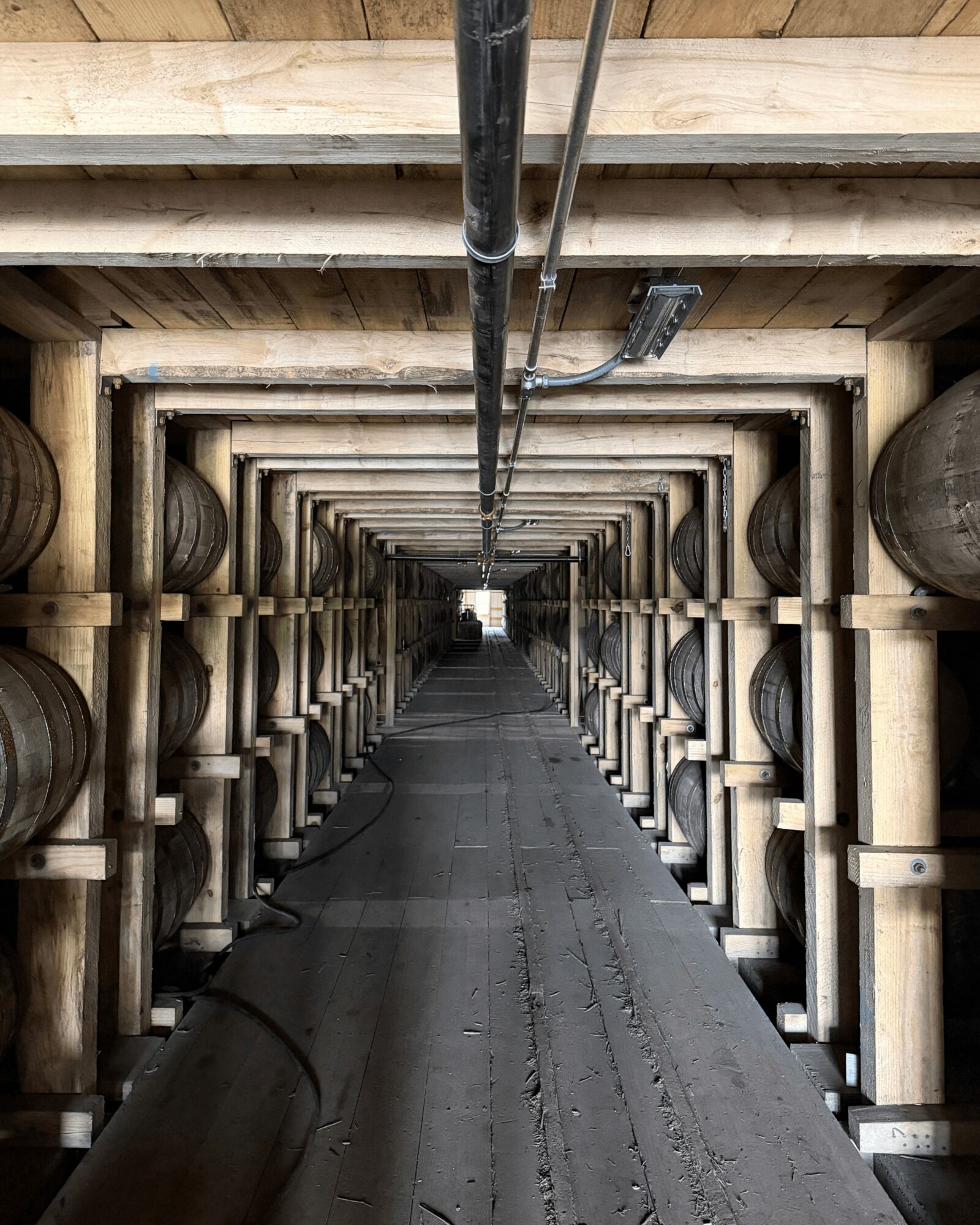Underground wine cellar with wooden barrels on both sides, supported by wooden beams, and a concrete floor, viewed from the entrance.
