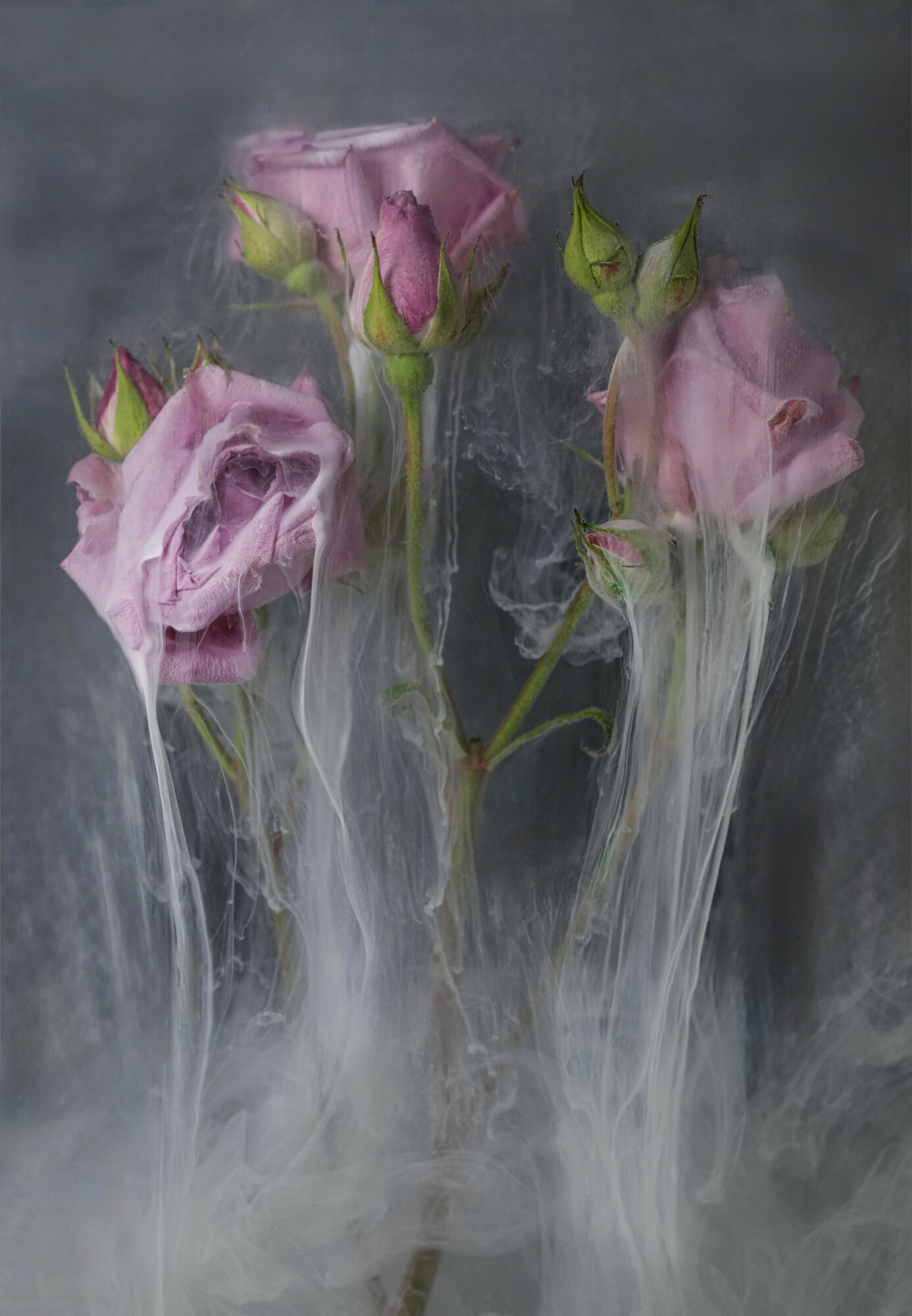 Four pink roses with green buds against a dark background, appearing to be melting or dissolving with white streaks.