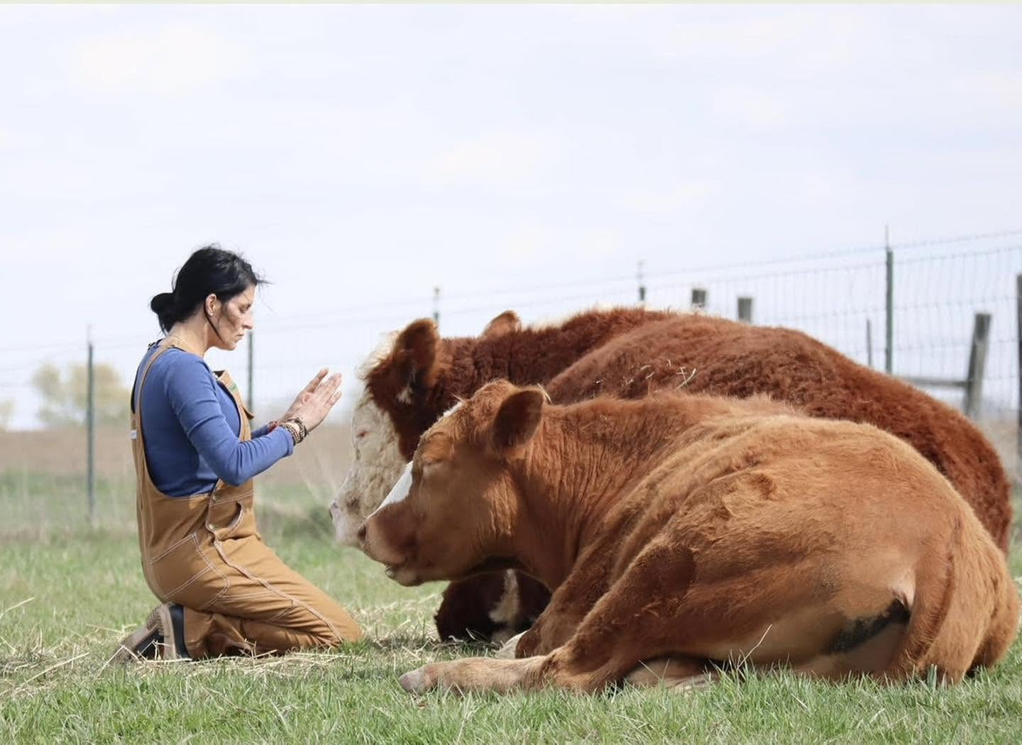 Person kneeling on grass with two brown cows, using a smartphone, outdoors with a fence in the background.