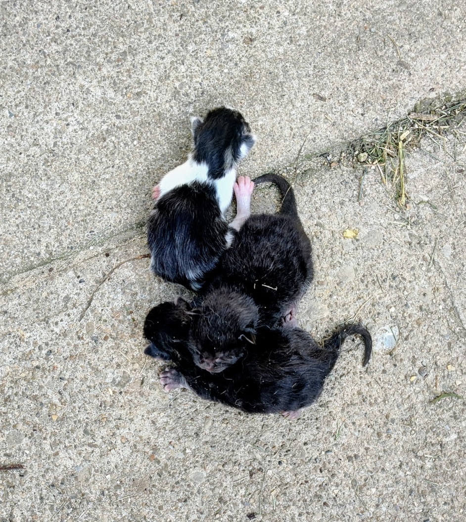 Three puppies lying on concrete ground, one with black and white fur, two with black fur, near a wall.