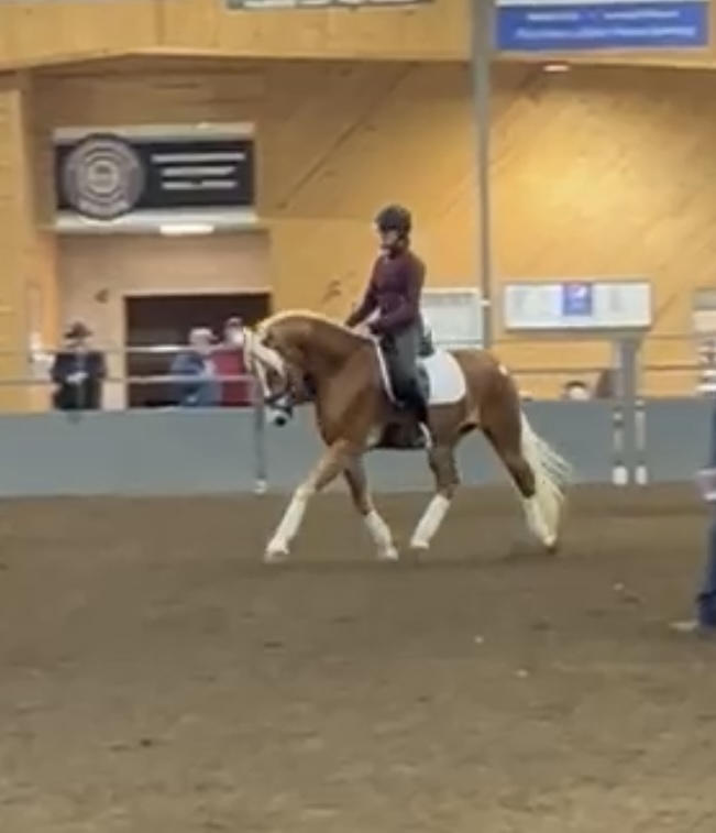 Person riding a horse in an indoor arena, with a wooden wall and spectators in the background.