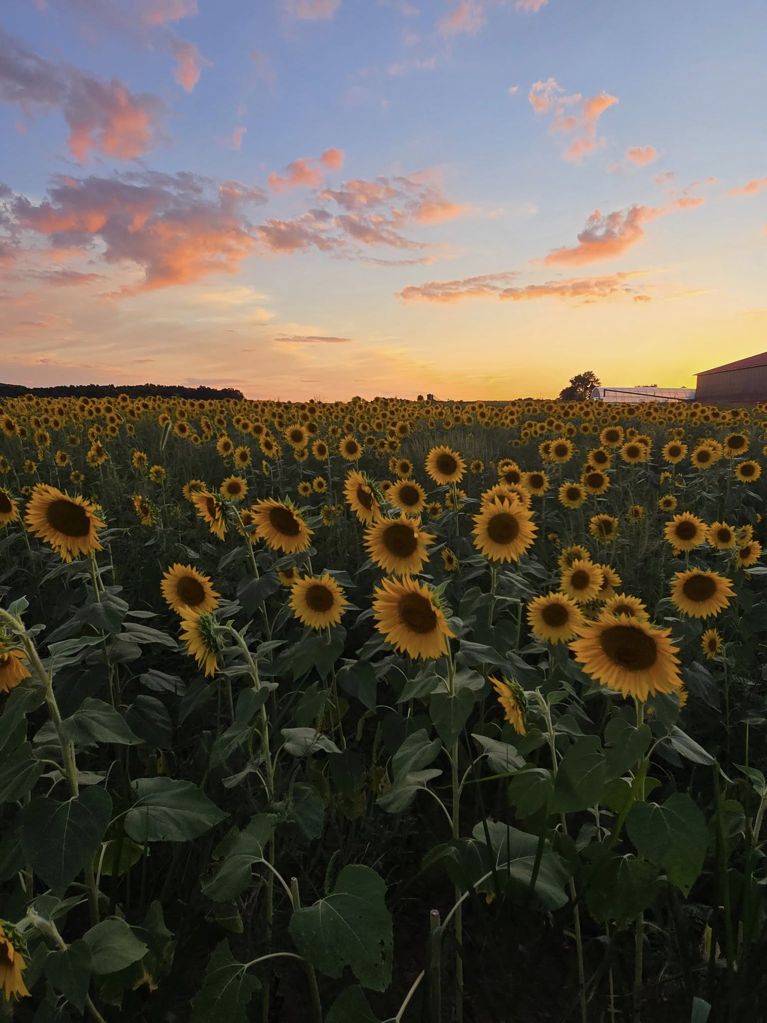 Sunflower field with yellow flowers under a sky with pink and orange clouds at sunset.