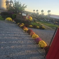 Flower bed with yellow and pink flowers along a sidewalk, with palm trees and buildings in the background.