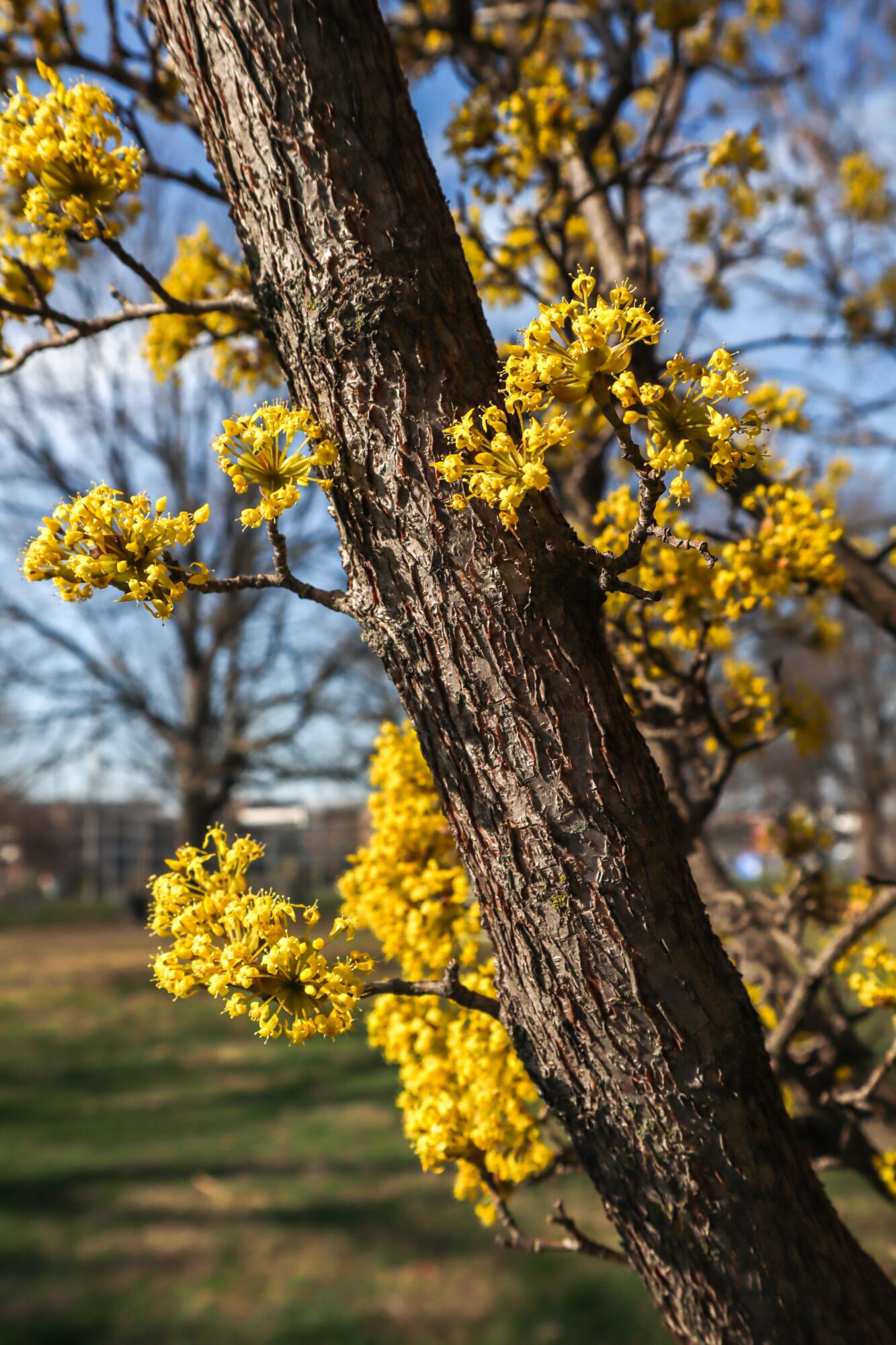 Tree trunk with yellow blossoms against a background of blue sky and other trees.