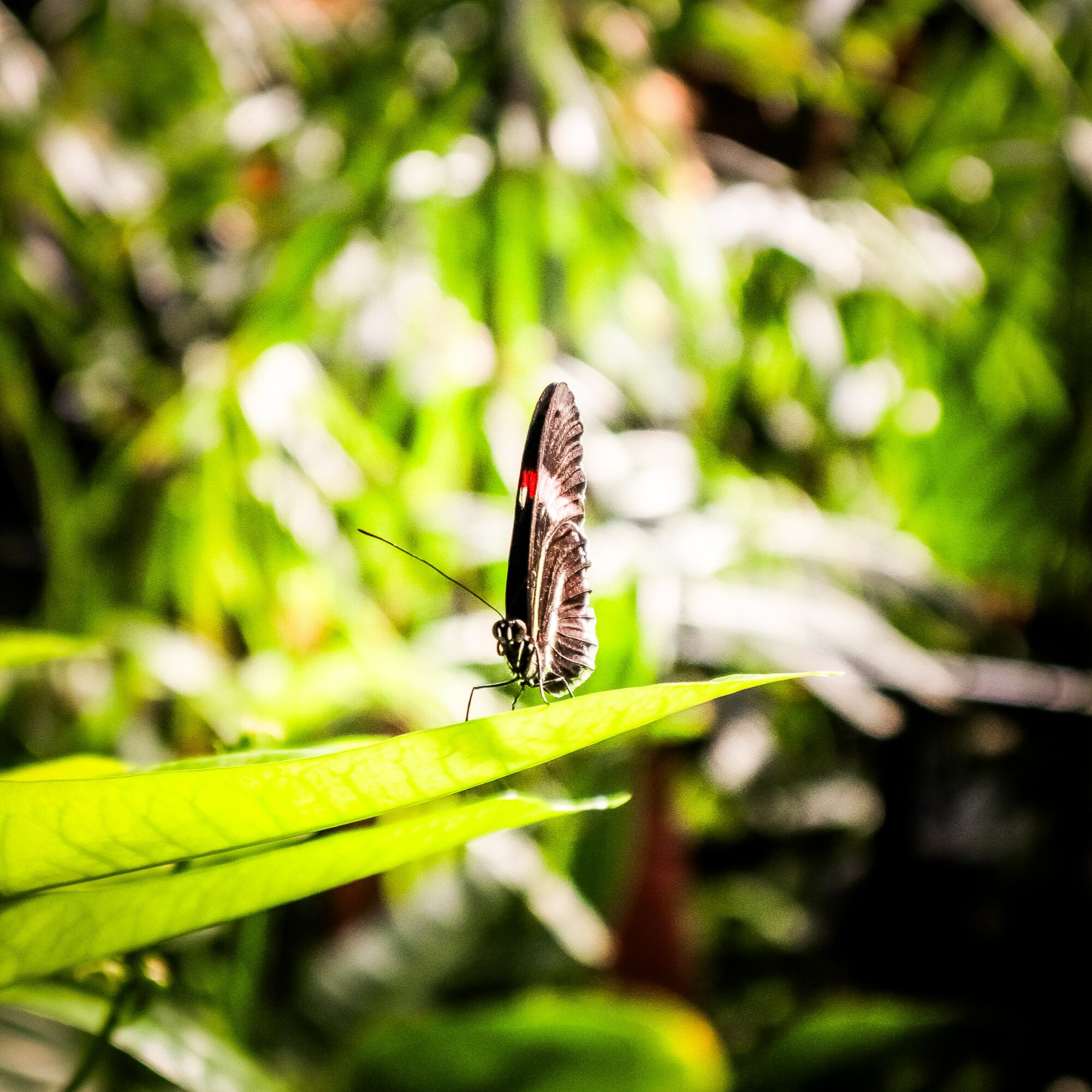 A butterfly perched on a green leaf with a blurred green and white background.