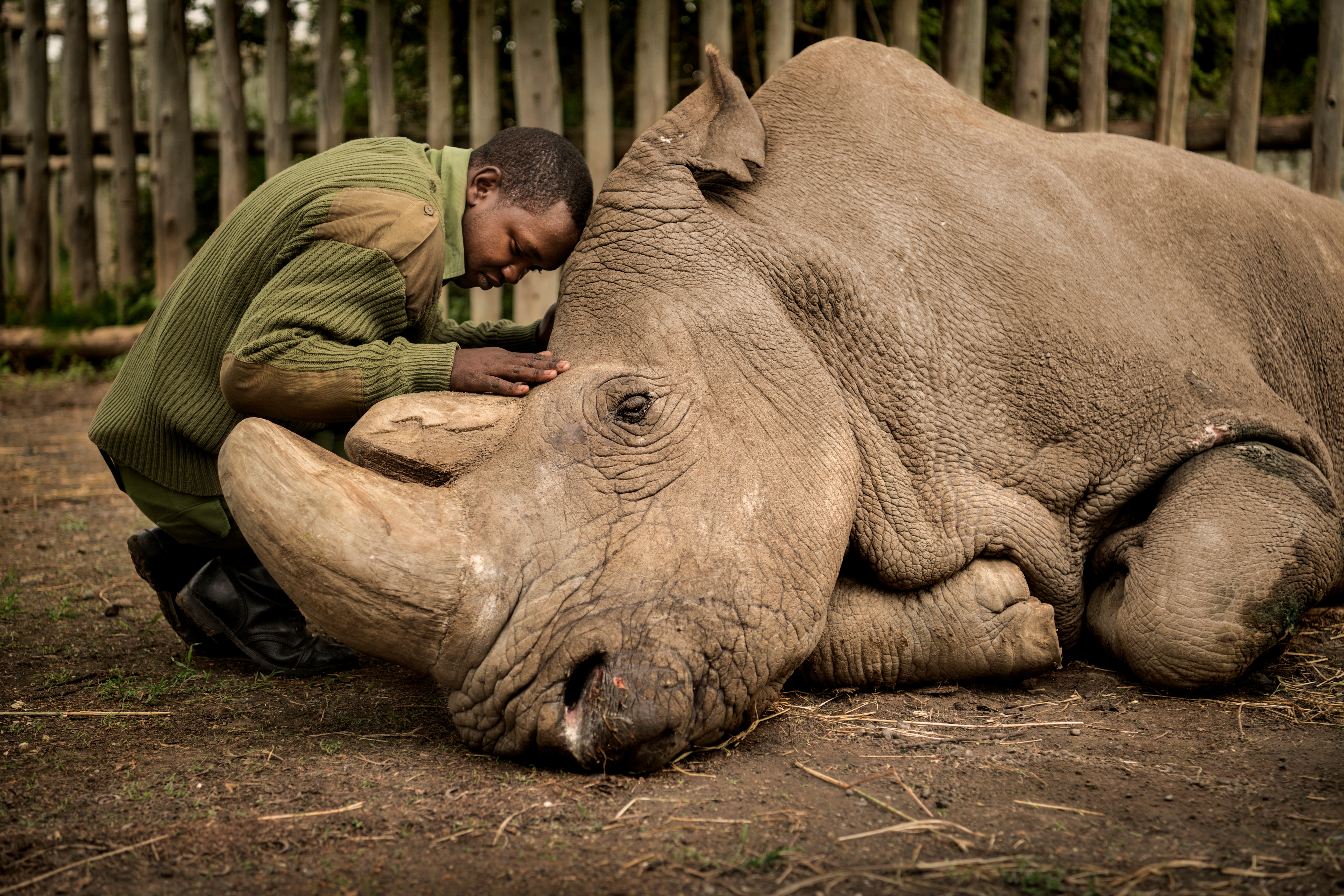 Person leaning over a large, lying rhinoceros in a fenced outdoor area, touching its face gently.