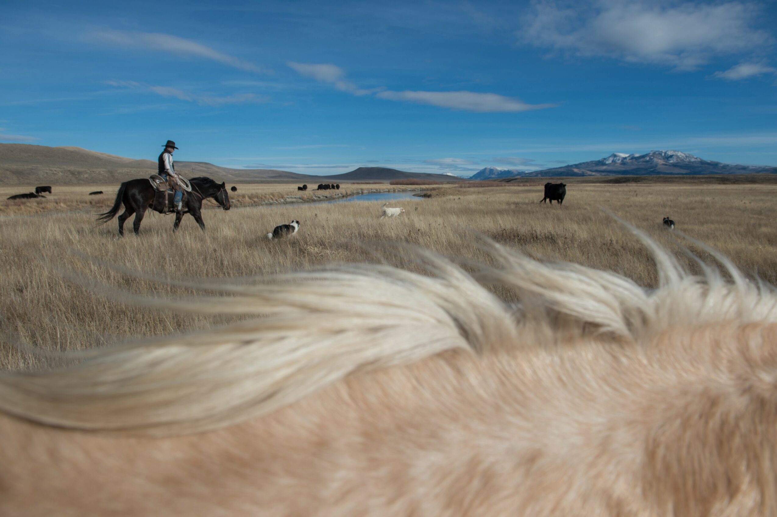 Person riding a horse in a grassy plain with other horses and animals, mountains in the background, blue sky with clouds.