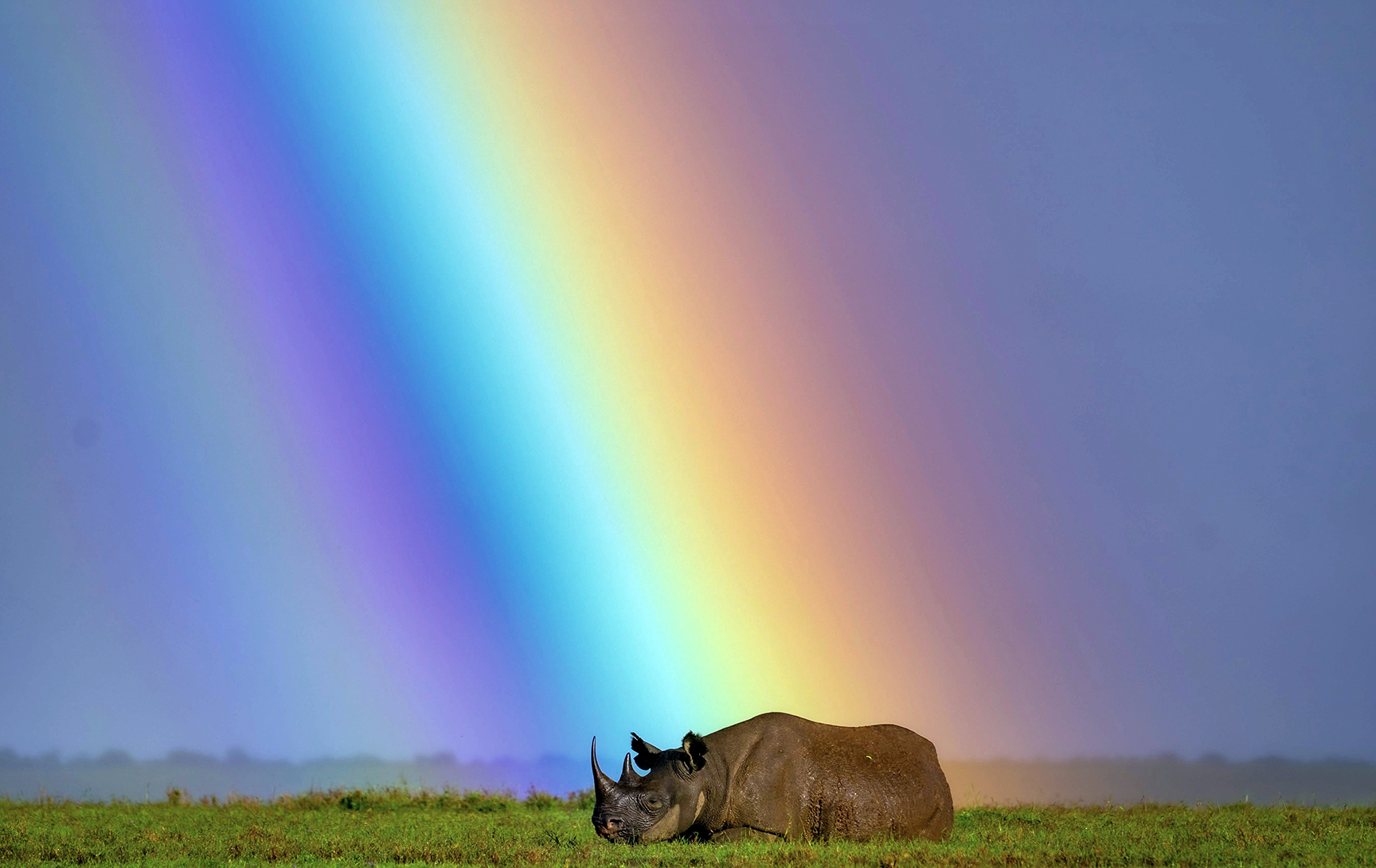 Hippopotamus lying on grass with a rainbow in the sky behind it.
