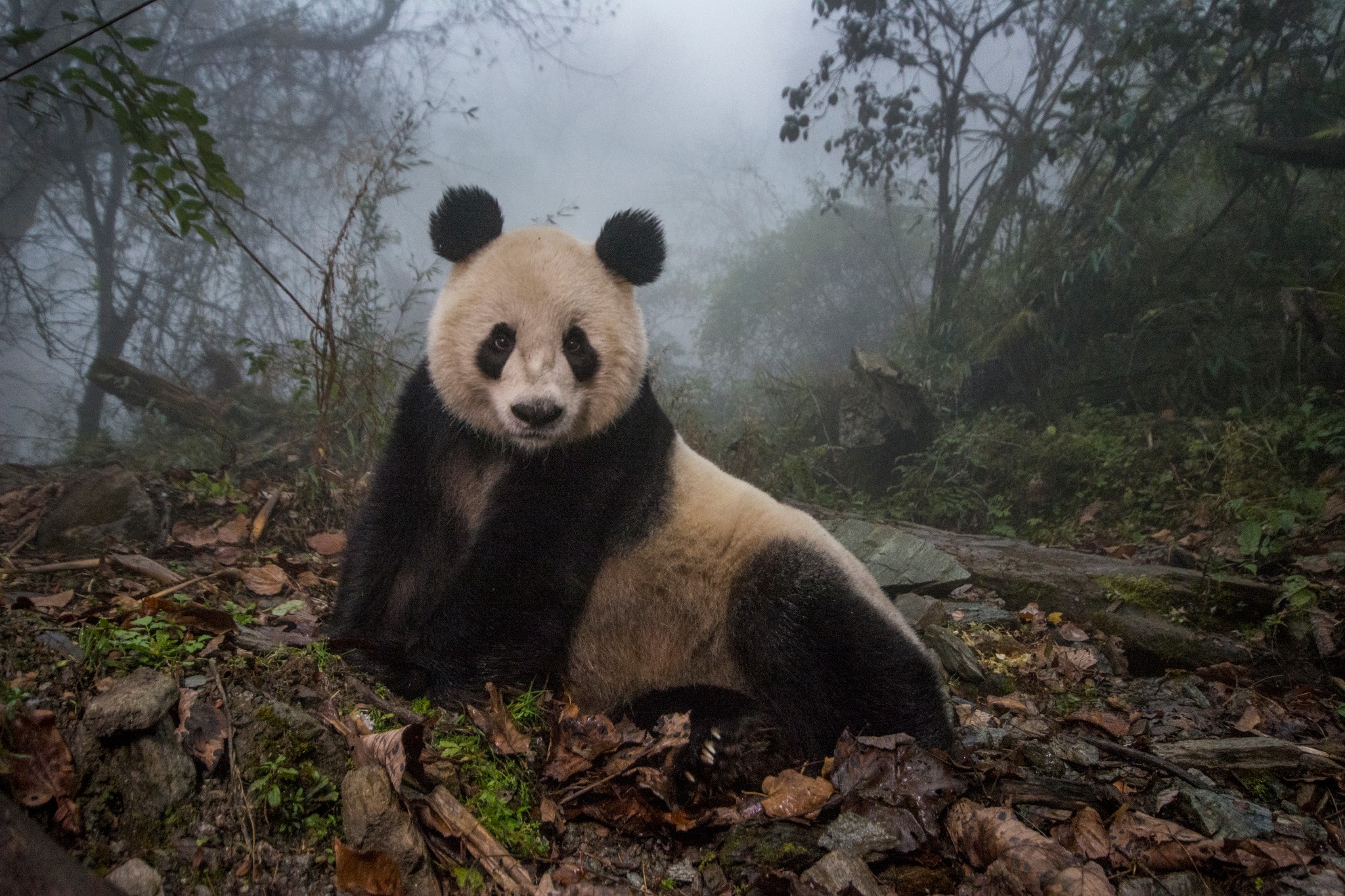 Panda lying on ground in a foggy forest, surrounded by trees and leaves.