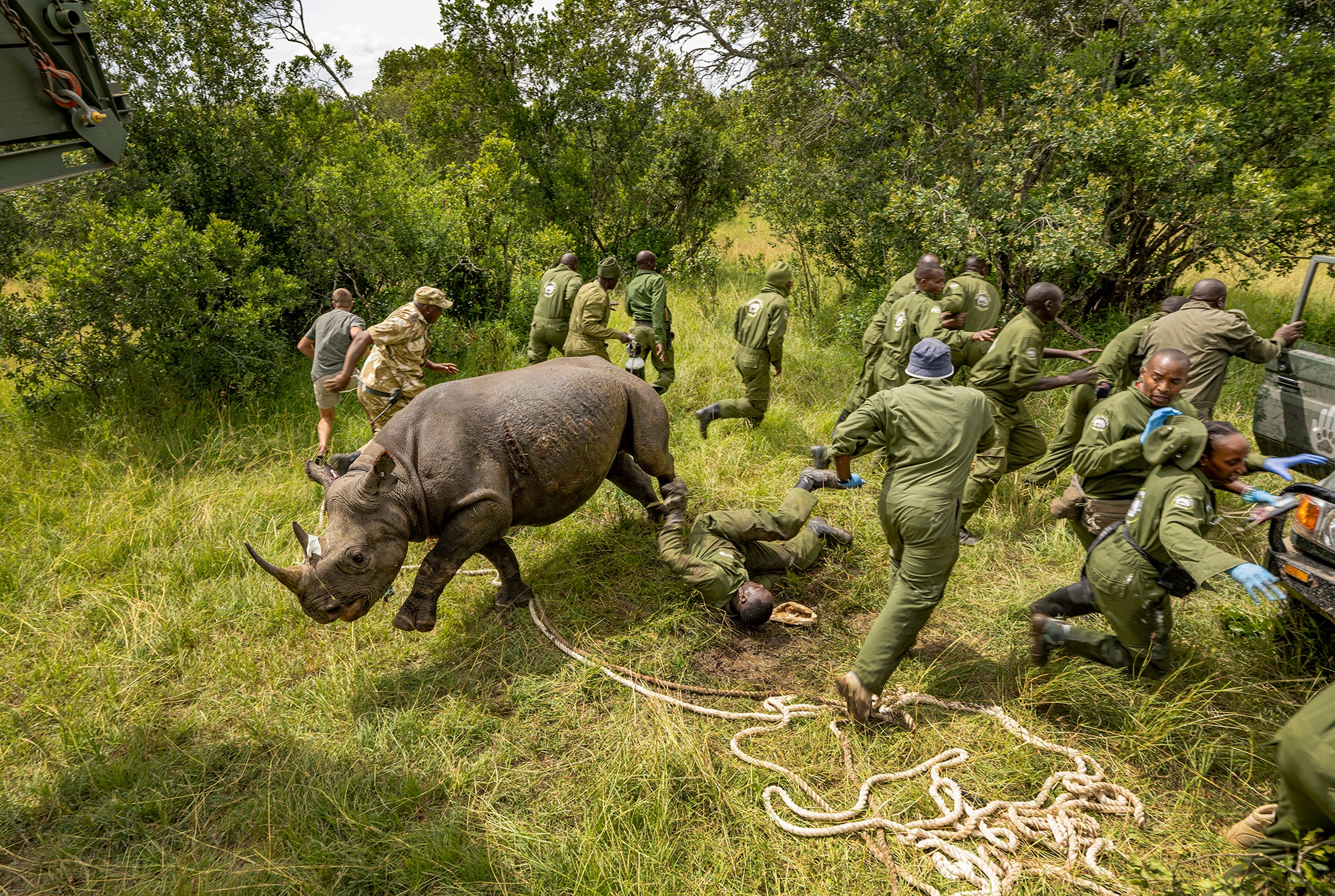 A wild boar is being restrained by multiple people in a grassy, wooded area, with some individuals holding ropes and others nearby.