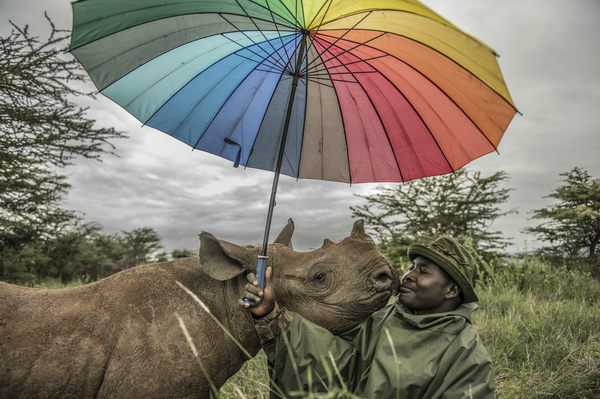 Person holding a rainbow umbrella near a rhinoceros outdoors with trees and cloudy sky.