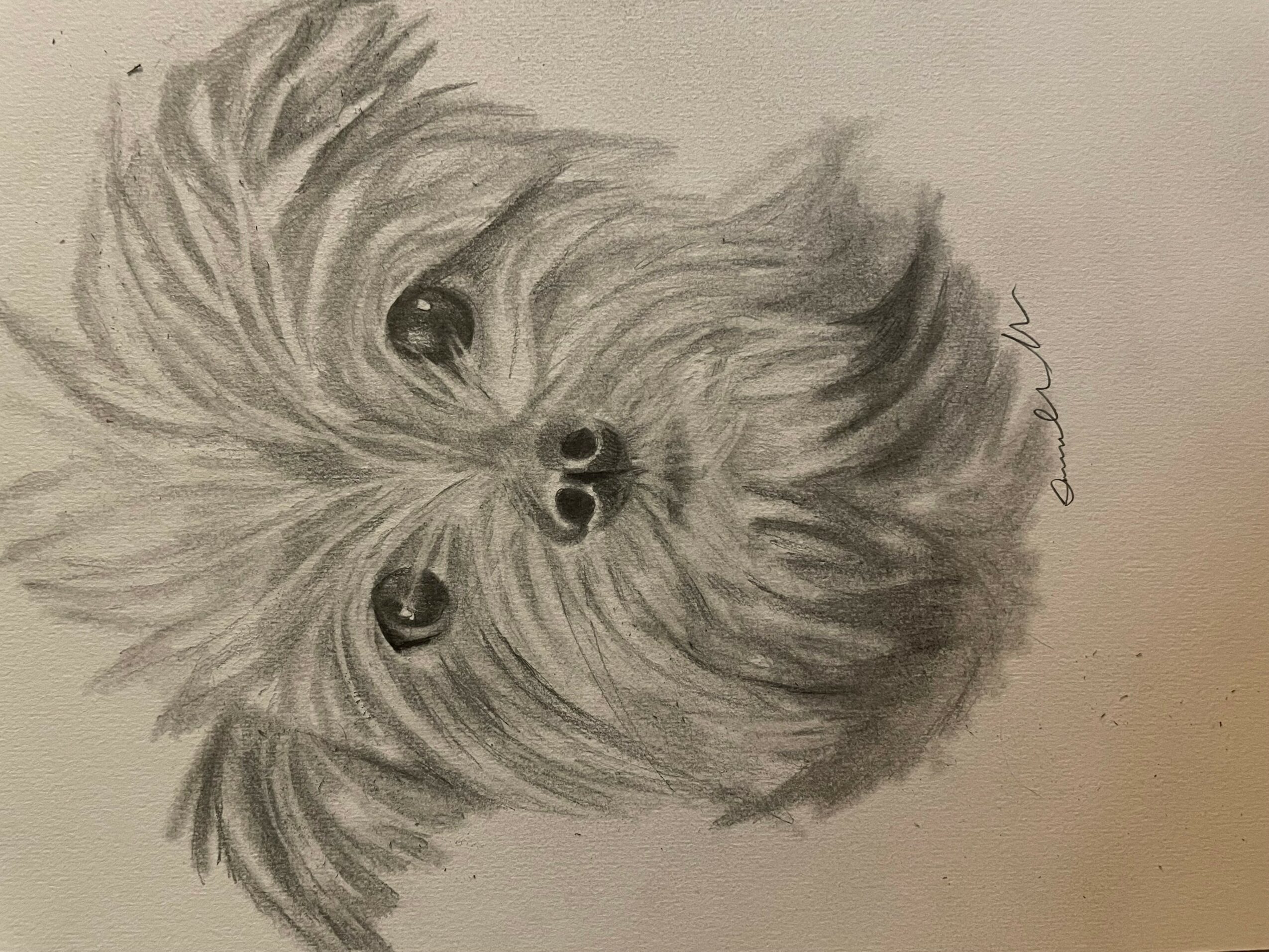 Detailed pencil sketch of a small dog with long fur and expressive eyes, facing forward.